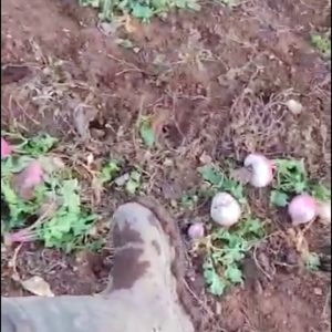 Worker picking swede in field