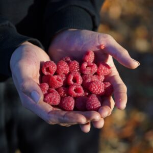 image of hands holding raspberries