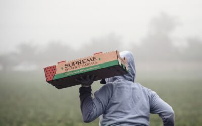 New Seasonal Worker Interest Group launched to tackle exploitation in UK agriculture