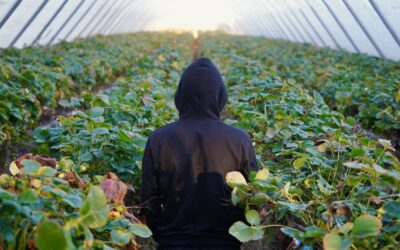 “Largest independent study ever” published on treatment of seasonal agricultural workers finds worker welfare and safeguarding concerns.